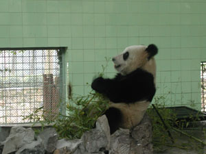 上海動物園のパンダ