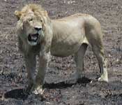 マサイマラのライオン 