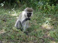 マサイマラの小猿 